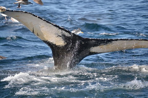 PRIVATE Whale Watching Tour - Up To 11 People In Your Group - Accommodation 4U 2