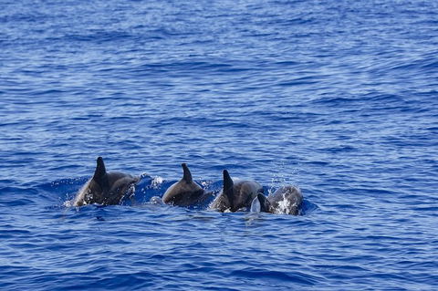 PRIVATE Whale Watching Tour - Up To 11 People In Your Group - Accommodation 4U 3