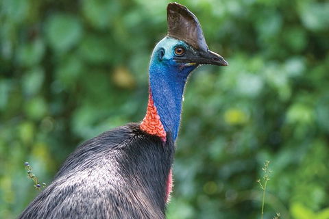 5 Day Australia Retreat: Queensland Daintree - Accommodation 4U 1