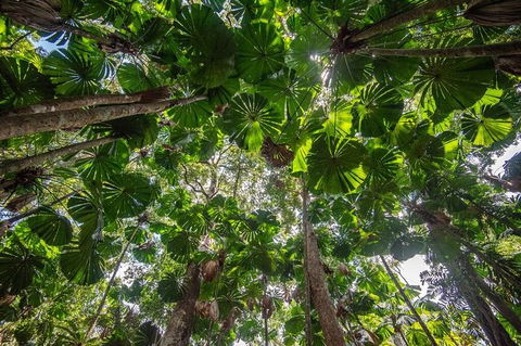 5 Day Australia Retreat: Queensland Daintree - Accommodation 4U 4