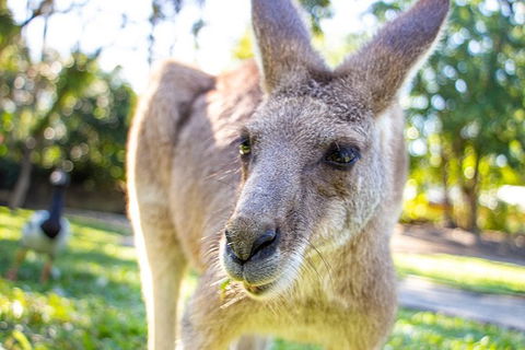 Virtual Interactive Australian Wildlife Tour With Private Guide-Wildlife Habitat - Accommodation 4U 6