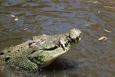 Virtual Interactive Australian Wildlife Tour With Private Guide-Wildlife Habitat - Accommodation 4U 2