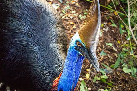 Virtual Interactive Australian Wildlife Tour With Private Guide-Wildlife Habitat - Accommodation 4U 5