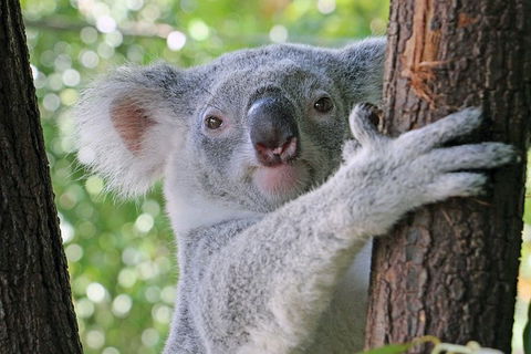Virtual Interactive Australian Wildlife Tour With Private Guide-Wildlife Habitat - Accommodation 4U 0