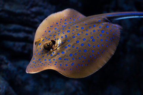Cairns Aquarium Tour By Twilight With Drink And Appetiser - Accommodation 4U 5