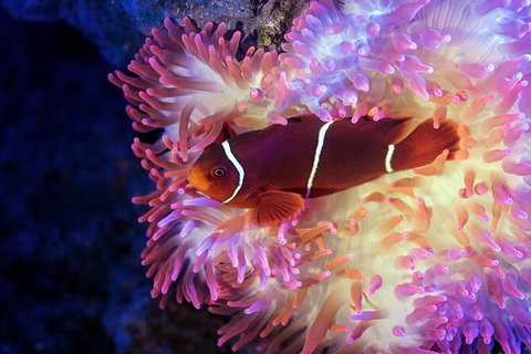 Cairns Aquarium Tour By Twilight With Drink And Appetiser - Accommodation 4U 2