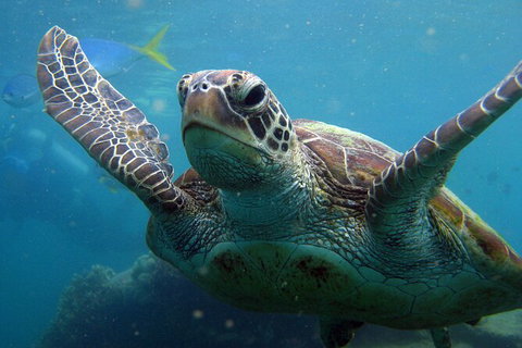 2 Night Whitsunday Islands Cruise On Atlantic Clipper From Airlie Beach - Accommodation 4U 6