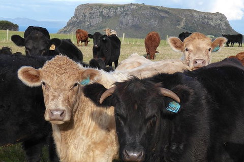 Cruise Ship Excursion: Stanley - Accommodation 4U 1