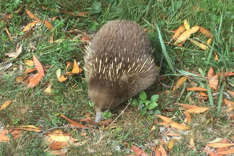 Cruise Ship Excursion: Stanley - Accommodation 4U 4