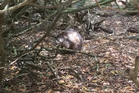 Cruise Ship Excursion: Stanley - Accommodation 4U 13