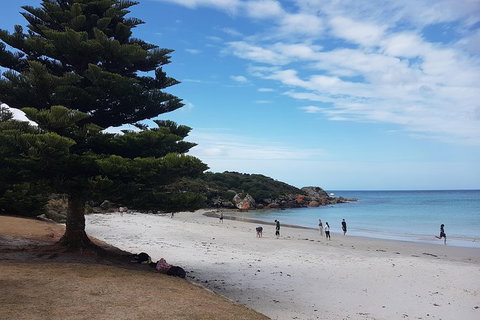 Cruise Ship Excursion: Stanley - Accommodation 4U 21