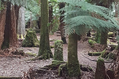 Cruise Ship Excursion: Stanley - Accommodation 4U 8