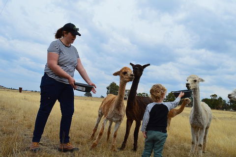 Alpaca Farm Tours With Toffeemont - Accommodation 4U 4