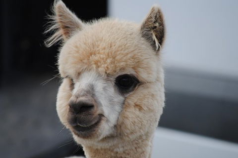 Alpaca Farm Tours With Toffeemont - Accommodation 4U 0