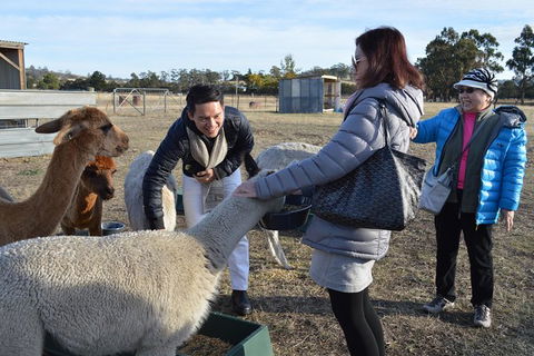 Alpaca Farm Tours With Toffeemont - Accommodation 4U 2