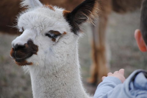 Alpaca Farm Tours With Toffeemont - Accommodation 4U 1