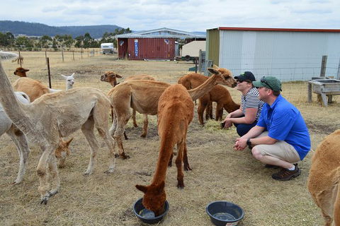 Alpaca Farm Tours With Toffeemont - Accommodation 4U 3