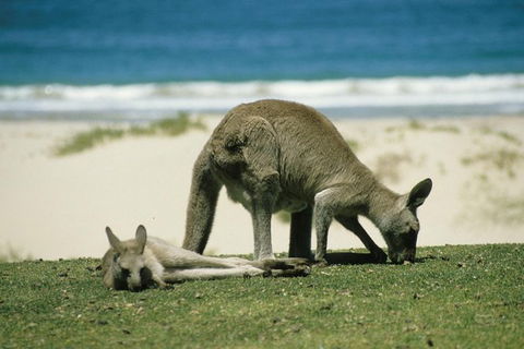 LGBT+ Friendly 12-Hour Great Ocean Road Private Tour - Accommodation 4U 3