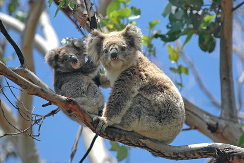 LGBT+ Friendly 12-Hour Great Ocean Road Private Tour - Accommodation 4U 8
