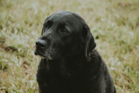 Daylesford Private, Corporate, Group Wine Tours: Wine, Cider, Gin, Vodka, Port! - Accommodation 4U 4