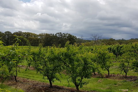 Day Tour Of Yarra Valley Puffing Billy And Rayners Orchard - Accommodation 4U 42