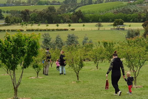 Day Tour Of Yarra Valley Puffing Billy And Rayners Orchard - Accommodation 4U 36