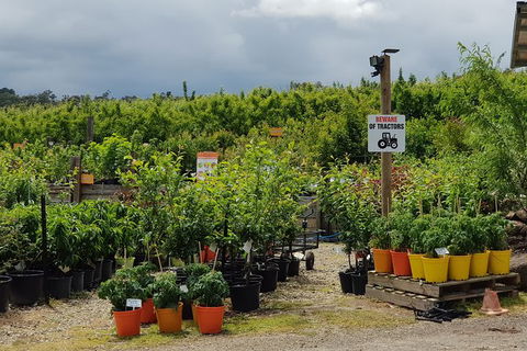 Day Tour Of Yarra Valley Puffing Billy And Rayners Orchard - Accommodation 4U 46