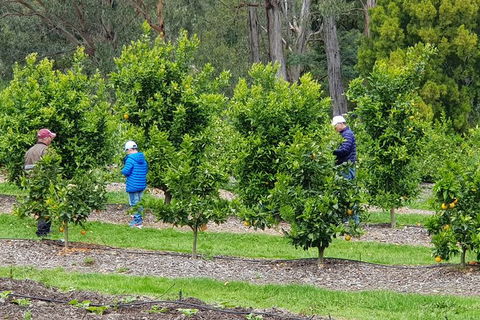 Day Tour Of Yarra Valley Puffing Billy And Rayners Orchard - Accommodation 4U 1