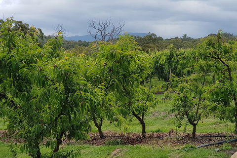 Day Tour Of Yarra Valley Puffing Billy And Rayners Orchard - Accommodation 4U 41