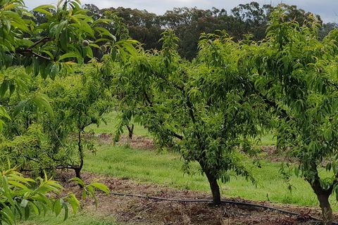 Day Tour Of Yarra Valley Puffing Billy And Rayners Orchard - Accommodation 4U 49