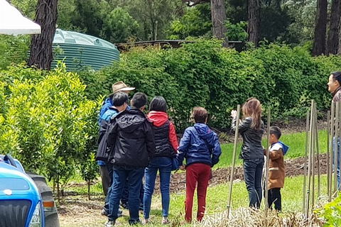 Day Tour Of Yarra Valley Puffing Billy And Rayners Orchard - Accommodation 4U 16