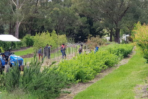 Day Tour Of Yarra Valley Puffing Billy And Rayners Orchard - Accommodation 4U 29