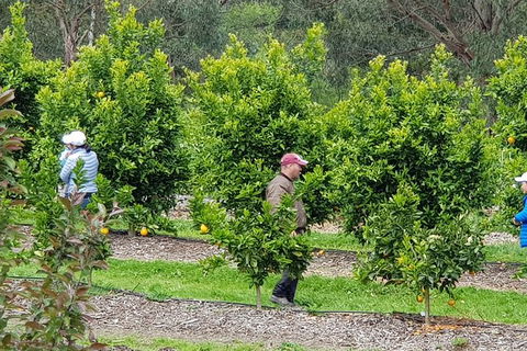 Day Tour Of Yarra Valley Puffing Billy And Rayners Orchard - Accommodation 4U 34