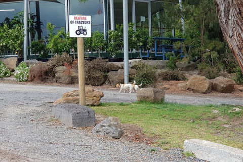 Day Tour Of Yarra Valley Puffing Billy And Rayners Orchard - Accommodation 4U 2