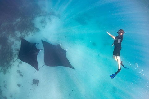 Marine Eco Safari - Swim With Manta Rays - Accommodation 4U 1