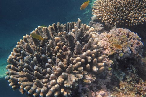 Marine Eco Safari - Swim With Manta Rays - Accommodation 4U 5