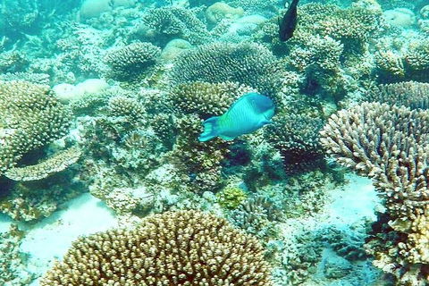 Marine Eco Safari - Swim With Manta Rays - Accommodation 4U 3