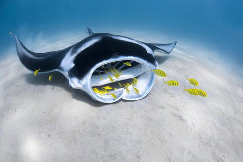 Ningaloo Adventure And Manta Ray Tour - Accommodation 4U 9