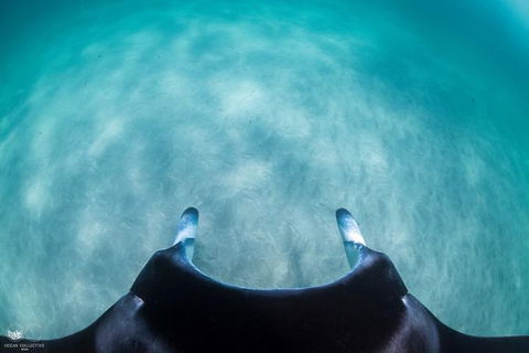 Ningaloo Adventure And Manta Ray Tour - Accommodation 4U 5