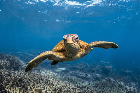 Ningaloo Adventure And Manta Ray Tour - Accommodation 4U 3