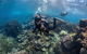 Ningaloo Adventure And Manta Ray Tour - thumb 0