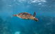 Ningaloo Adventure And Manta Ray Tour - thumb 7