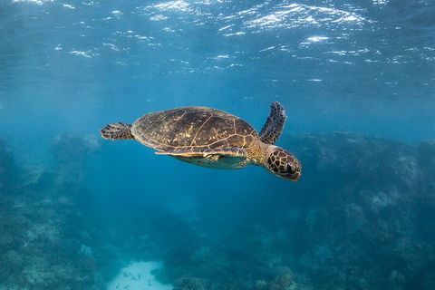 Ningaloo Adventure And Manta Ray Tour - Accommodation 4U 7
