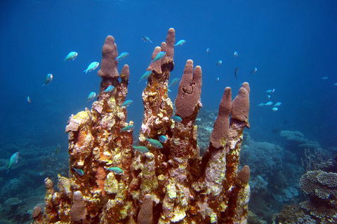 Coral Bay 3-Hour Turtle Ecotour - Accommodation 4U 1