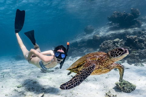 Coral Bay 3-Hour Turtle Ecotour - Accommodation 4U 3
