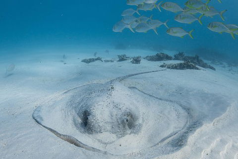 Coral Bay 3-Hour Turtle Ecotour - Accommodation 4U 2