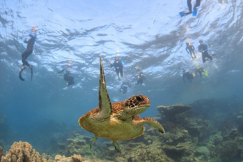 Coral Bay 3-Hour Turtle Ecotour - Accommodation 4U 4