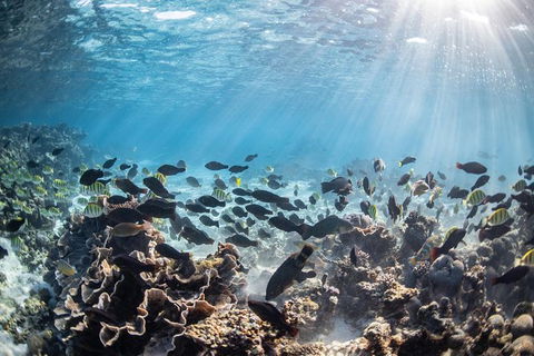 Coral Bay 3-Hour Turtle Ecotour - Accommodation 4U 5
