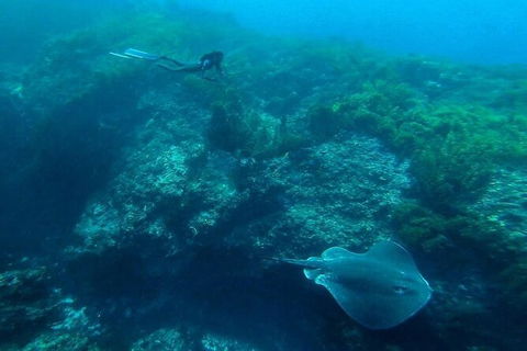 Rottnest Island Dive & Snorkel Day Trips - Accommodation 4U 3