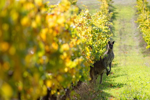 Margaret River 3 Day Escape - Accommodation 4U 5